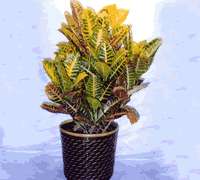 Envio y venta de flores ,rosas, plantas,arreglos florales ,regalos y desayunos a domicilio con delivery gratis en la Ciudad Autonoma de Buenos Aires y con costo de env�o en localidades del Gran Buenos Aires asi como delivery de flores y plantas a trav�s de florerias asociadas en todas las provincias de la Argentina, Buenos Aires, la Pampa, Tucuman, La Rioja, R�o Negro, Entre Rios, Corrientes, Misiones, Neuquen, Chubut, Tierra del Fuego, Santa Cruz, San Luis, Mendoza, Cordoba, Jujuy, Formosa, Santiago del Estero, Salta, Chaco, Catamarca ,San Juan, y ademas realizamos el delivery de flores ,coronas,palmas , plantas y regalos a todas las ciudades de Argentina, Mar del Plata, C�rdoba, Buenos Aires, con cargo en Santa Rosa, La Plata, Bella Vista, Neuquen, Pilar, Paran�, Posadas, Resistencia, Cipolleti y mas de 300 ciudades y localidades en todo el territorio de nuestro pa�s, asi como tambien tenemos la posibilidad de enviar flores a casi todo el mundo en cuestion de horas